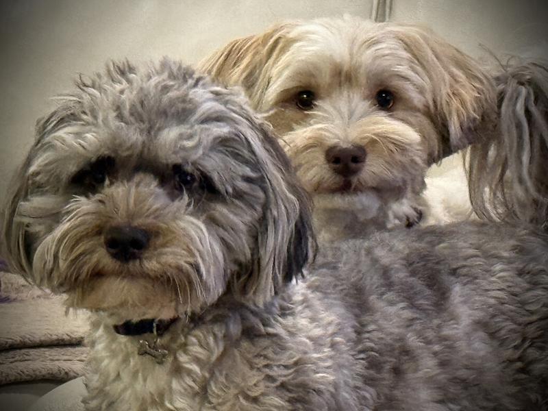 Jasmine, our hot and spicy- Aladdin, our cool dude!!❤️🐾