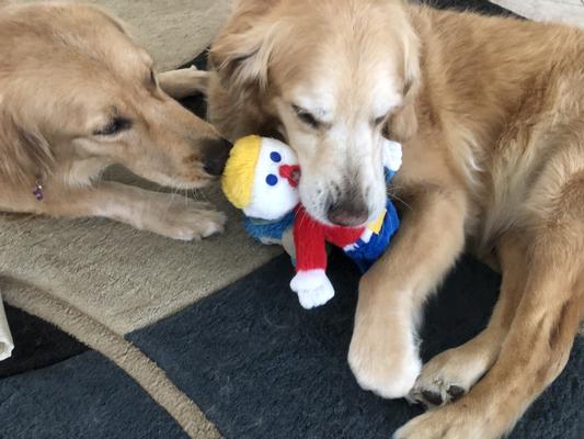 Mr bill deals stuffed toy