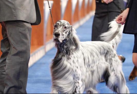 Beau in the Sporting Group at Eukanuba