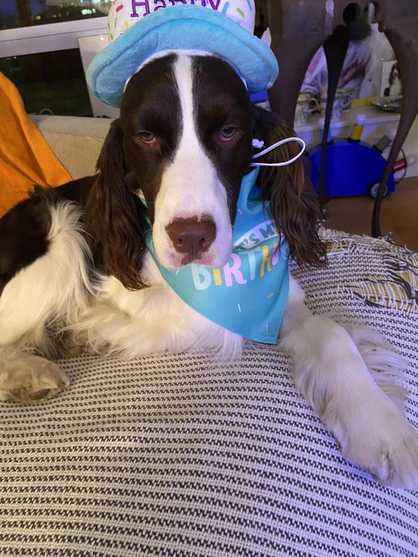 Chancellor at 1 year!