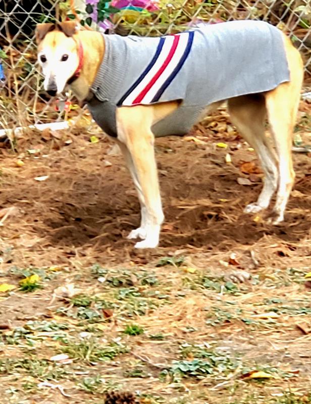 My beautiful Greyhound celebrating  her 11th birthday today.