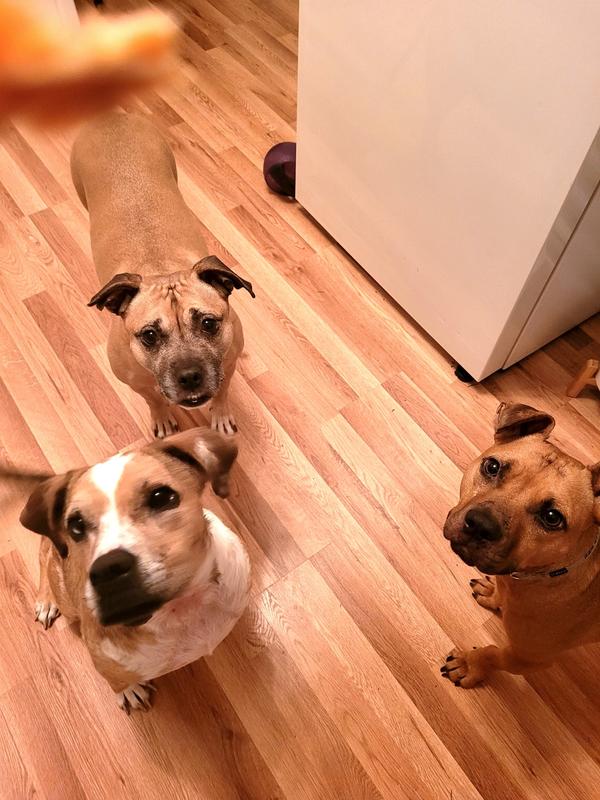 3 of my puppies waiting for another piece.