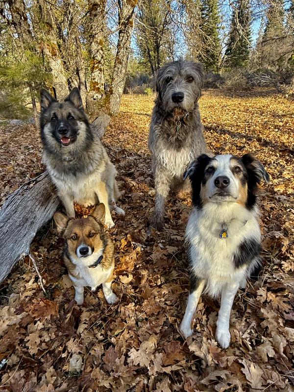 The wolfhound lives with me. The shepard jumps the fence and shows up to my house every morning.  The corgi drives the other’s nuts. And the cow dog plays with the shepard