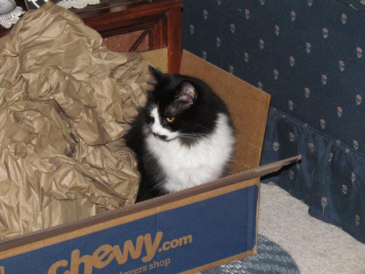 Sissy jumps into the Chewy box before I can even take out the papers.