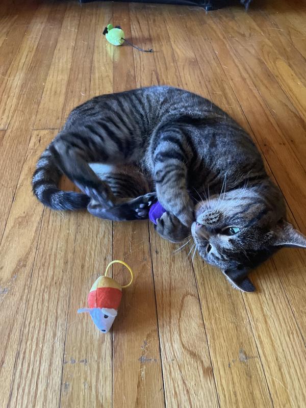 Toulouse having fun batting the toys around