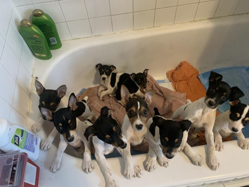 Nine Decker Rat Terrier Pups survived parvo home treatment