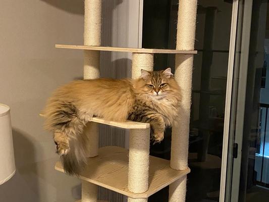Ysabel chilling on her new tower.
