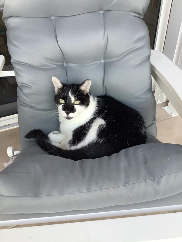 Domino
