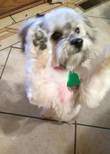 She stands on her rear feet to get her treats.