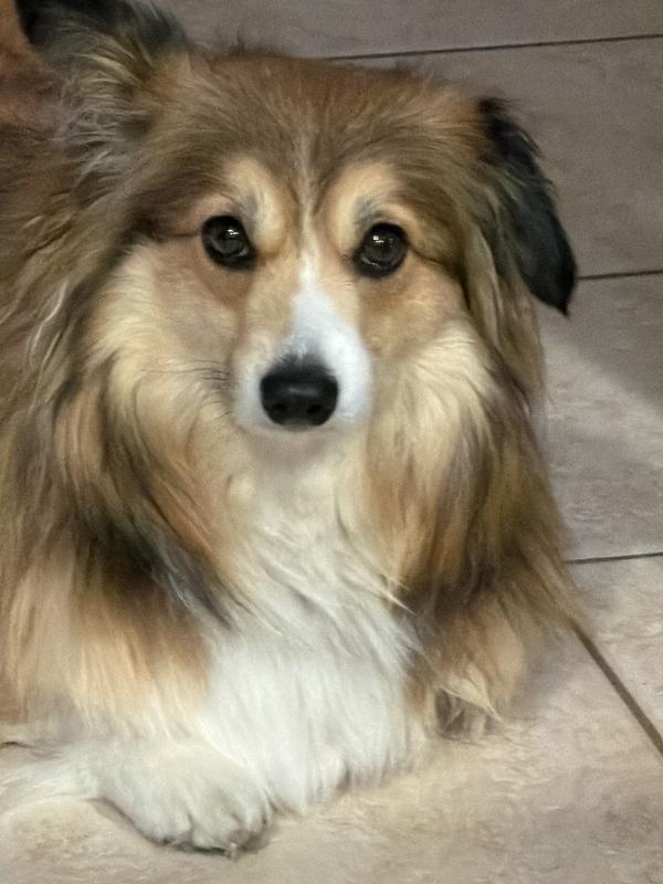 Belle the fluffy corgi