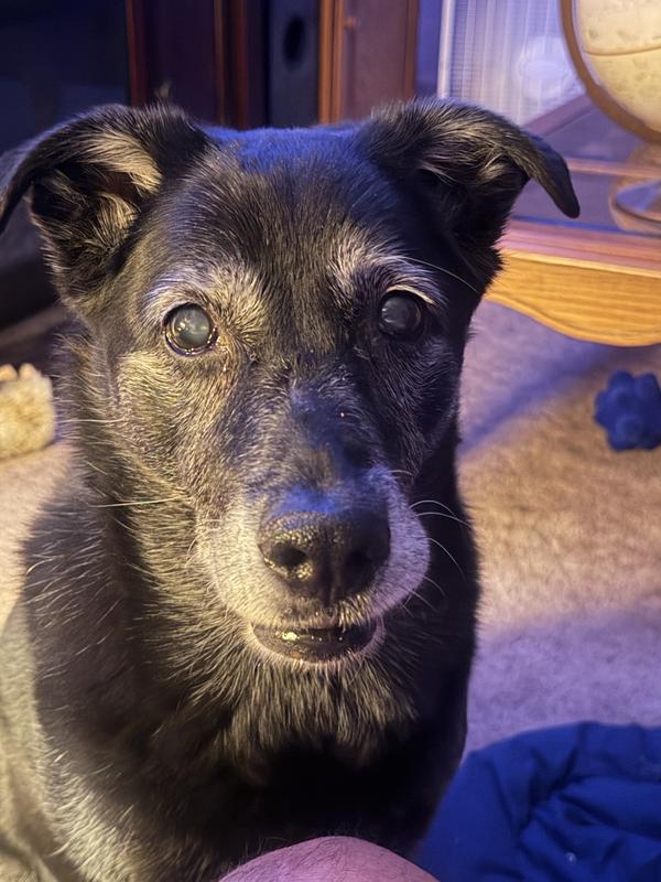 She sure is getting grey.  I would spend every penny I had to keep her with me.