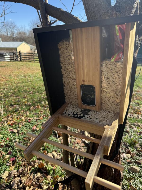 The shelled peanut in a smart feeder