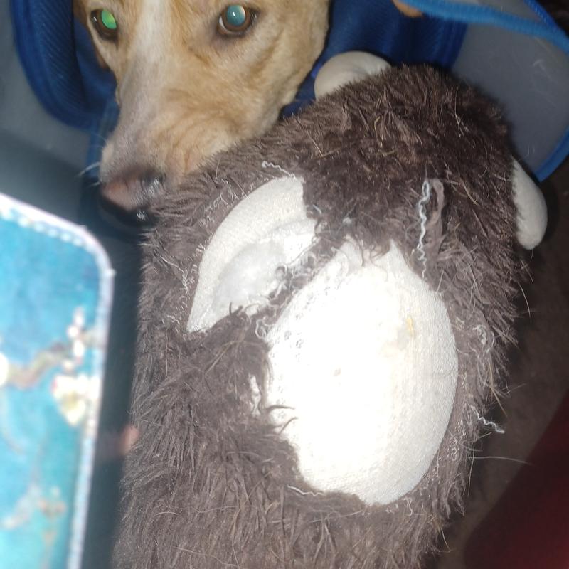 Where he separated the fur from the stuffing netting.