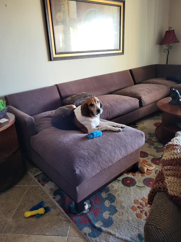 "You ain't nothing but a hound dog," but you are loveable!!