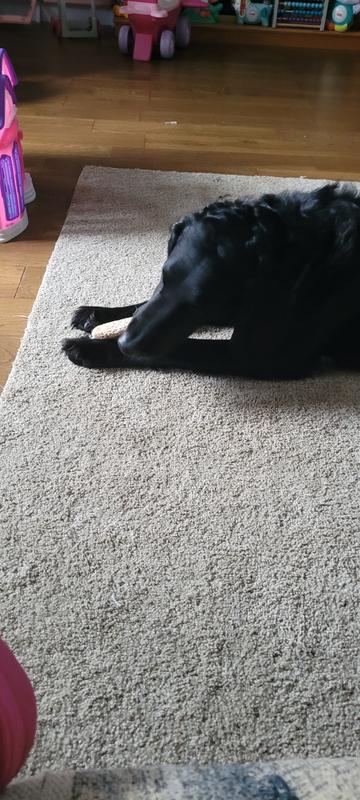 Baylee loves her antler!