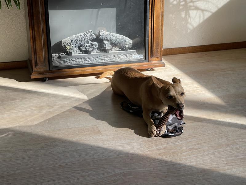 This bone appealed to her right away