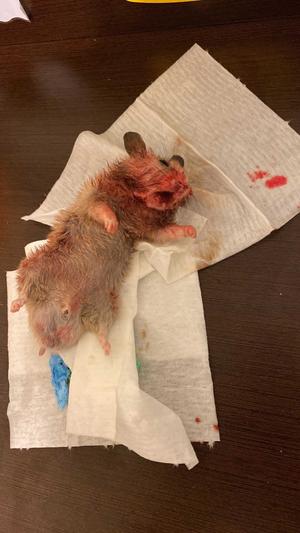 My poor baby did not deserve this at all.