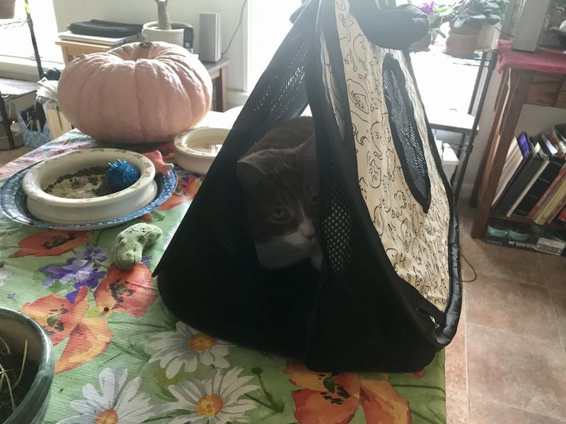 FRISCO Collapsible Cat Carrier Bag, Black Plaid