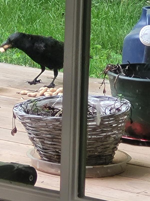 Edgar Allen Crow
