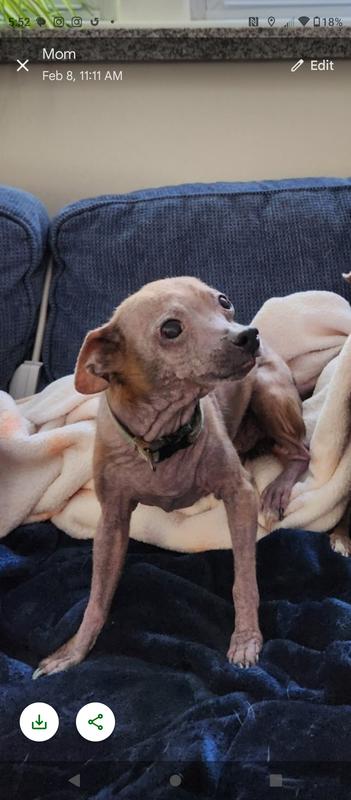 2 months before Halo dog food.