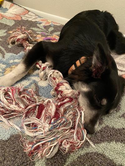Sleeping with her tug rope half torn but still working