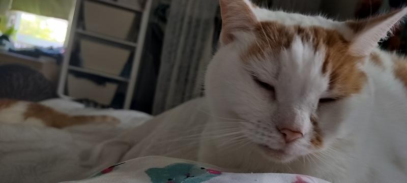 Mr. Freckles Malone!