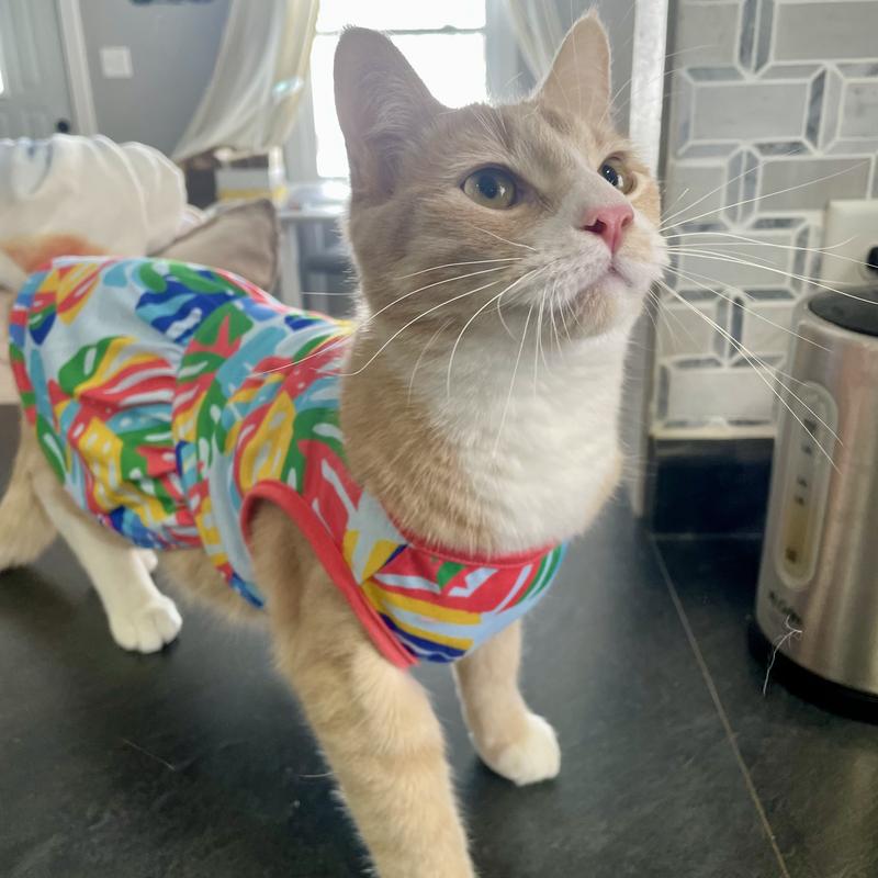 Cat in dress