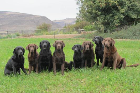 The WindyCanyon Girls, Fall 2014