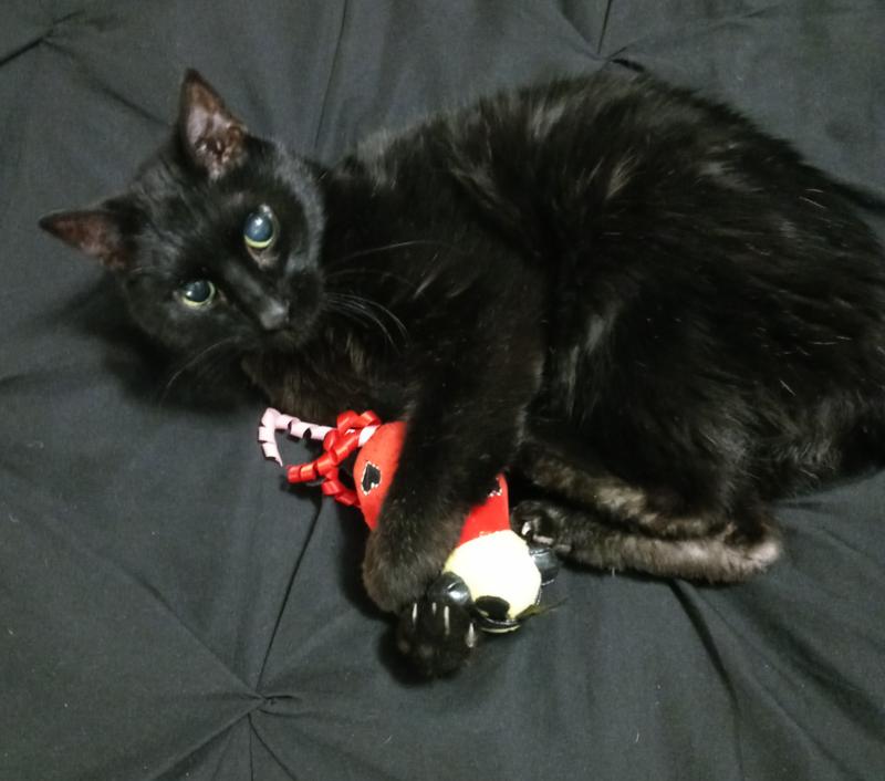 Out of Stock FRISCO Valentine Jammin' Ladybug Plush Cat Toy with