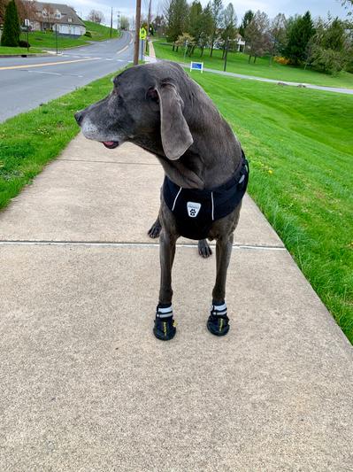 My busy dog boots canada hotsell