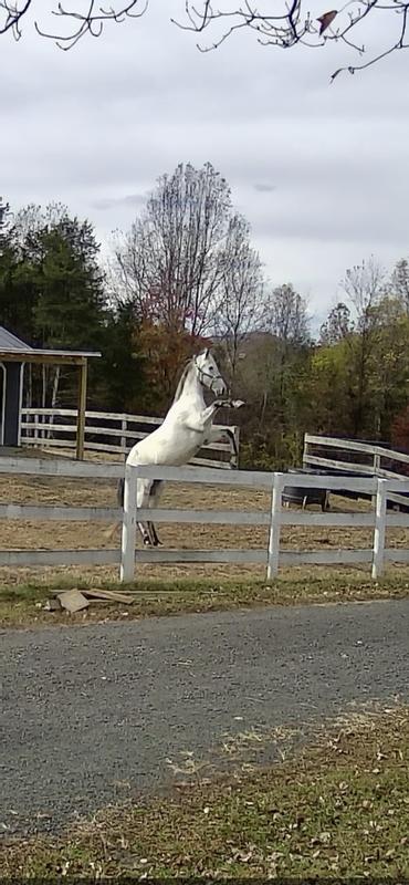 Purina senior active gives him wings