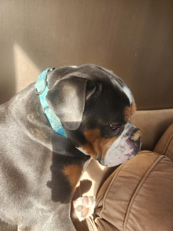 Grumpy as interrupted hus slumber, but loves his collar