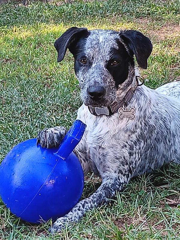 Rescue Dogs are a blessing.