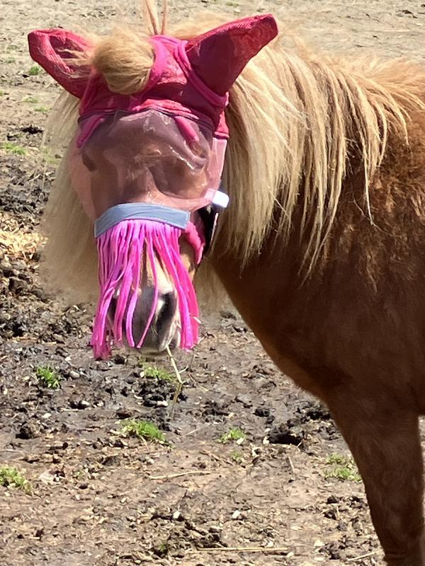The mini fly mask fits great
