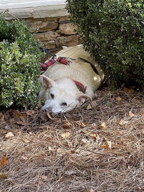 Diamond naturals senior dog food reviews sales