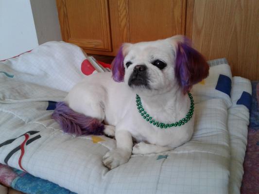 Munchie, ready for Mardi Gras