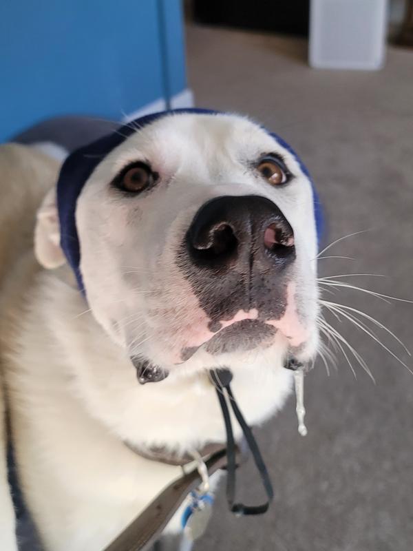 A drooly boy. Check the dangling elastic.