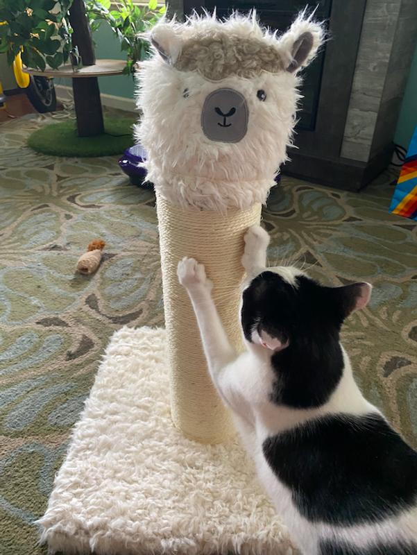 LuLu loves the llama!!!