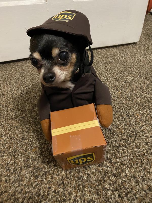 CALIFORNIA COSTUMES UPS Delivery Driver Dog & Cat Costume, XSmall