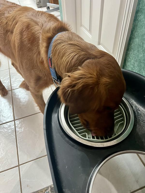 Licking the empty bowl for the last drop!