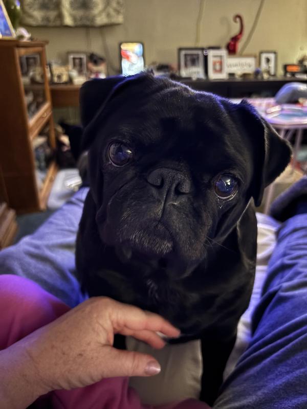 Where did my chicken go?