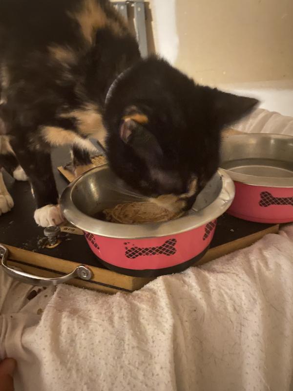 Cat scarfing down her food