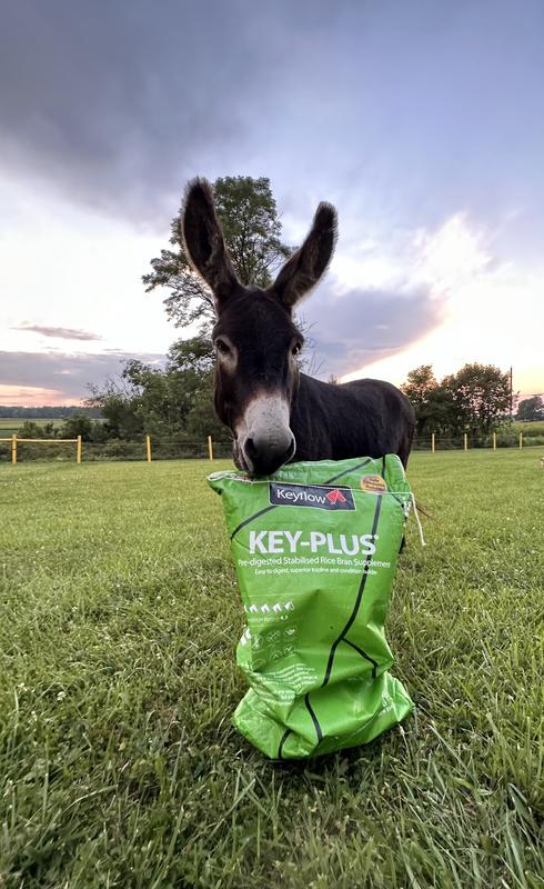 Can I have some now?