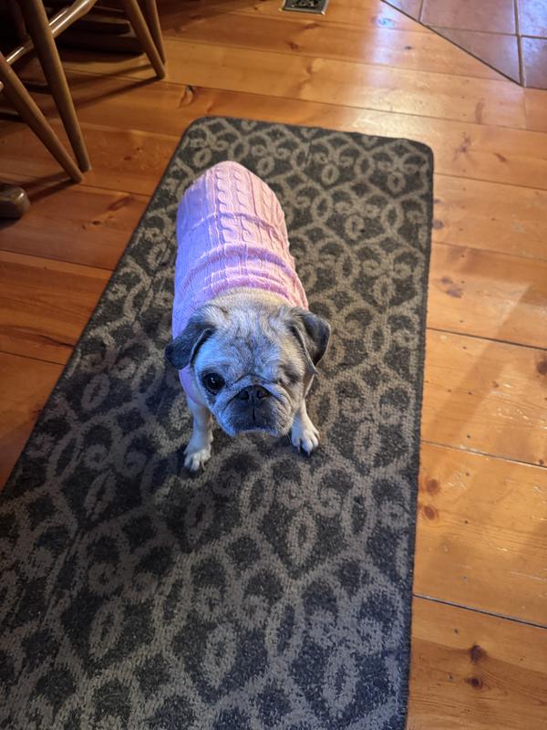 Pug - 16 yrs