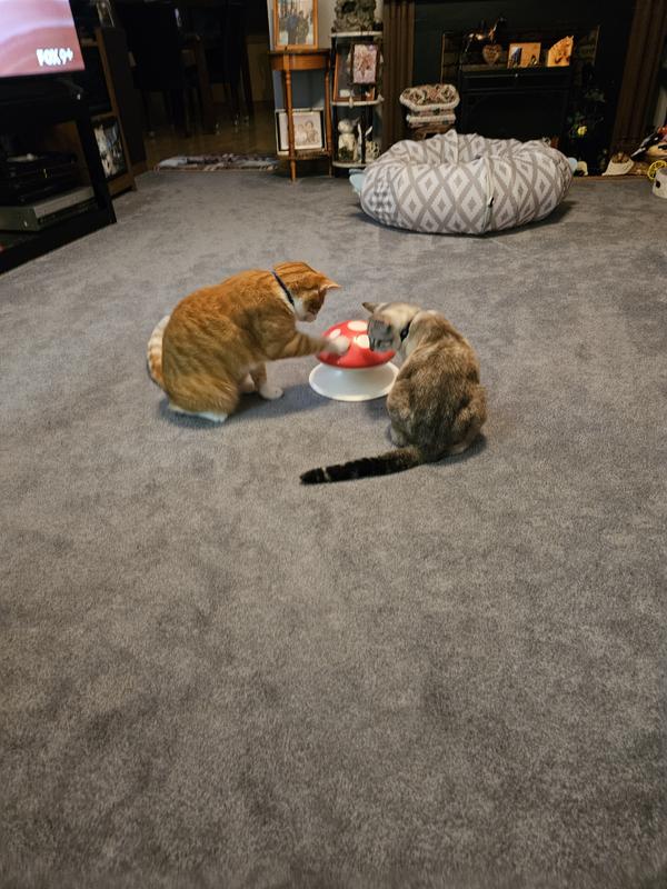 Loving their new toy