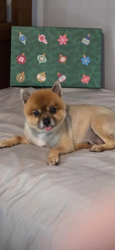 Jax patiently waiting to punch out the first square  of his new christmas advent calendar