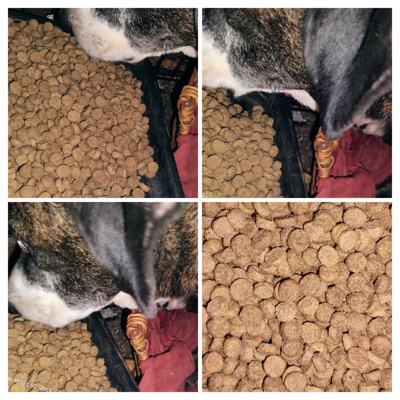 Princess enjoying Nutrena Loyall Life Beef & Barley Adult Dog Chow