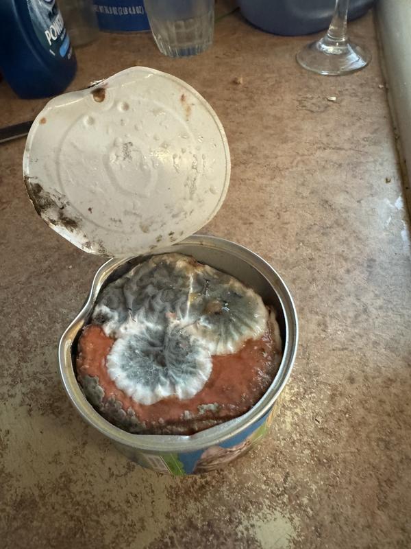 case of cat food arrived, package was damaged, the cans were damaged but worst of all was the food was spoiled. I’ve attached a photo
