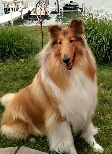 Product Reviews for MARS COAT KING Original Stainless Steel Dog