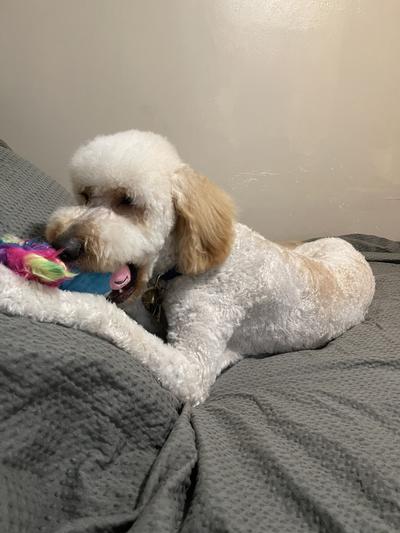 Out of Stock HYPER PET Doggie Pal Unicorn Squeaky Interactive